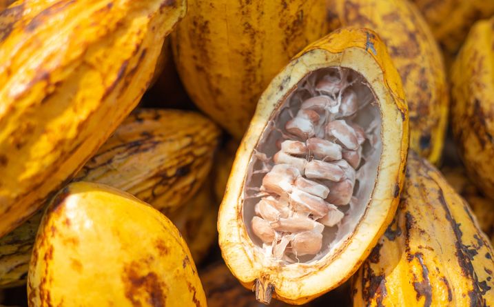 El fruto del compromiso - Nessentis